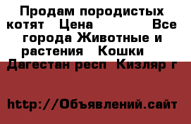 Продам породистых котят › Цена ­ 15 000 - Все города Животные и растения » Кошки   . Дагестан респ.,Кизляр г.